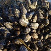 2014-01-17 PointReyesCamping 012 : 2014-01-17_PointReyesCamping